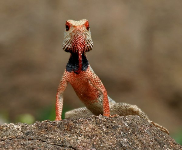 Indian_Garden_Lizard_%28Calotes_versicolor%29_in_AP_W_IMG_9906.jpg Indian_Garden_Lizard_%28Calotes_versicolor%29_in_AP_W_IMG_9906.jpg