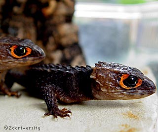 Red-Eye-Crocodile-Skink.jpg Red-Eye-Crocodile-Skink.jpg