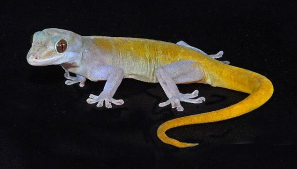 Golden_Gecko.jpg