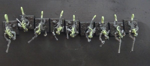 chameleons.jpg chameleons.jpg