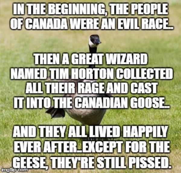 canada goose folktale.jpg