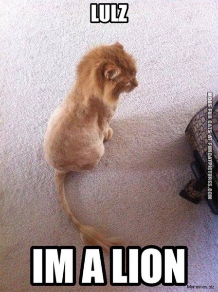 40-Shaved-Cat-Meme.jpg