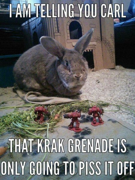 krak bunny.jpg