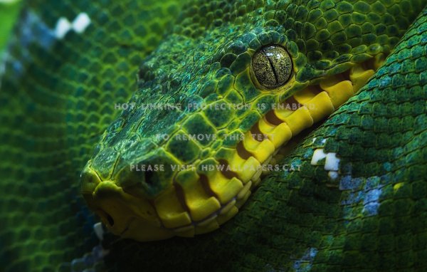 snake-reptile-skin-green-yellow-animals-9lcy.jpg