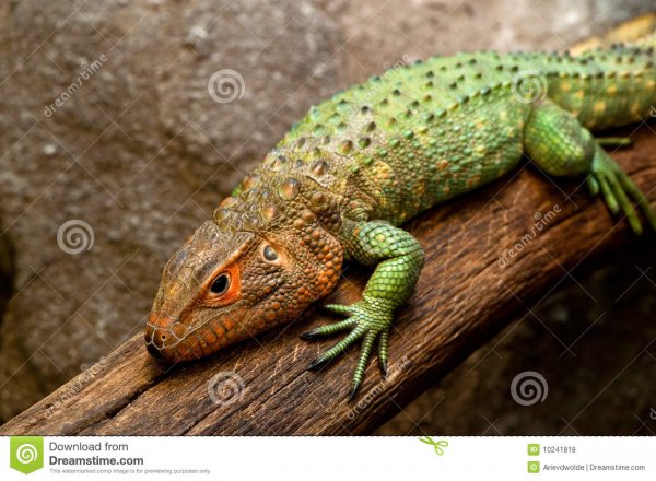 orange-headed-lizard-10241818.jpg