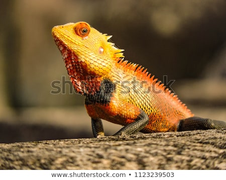 orange-yellow-lizard-450w-1123239503.jpg