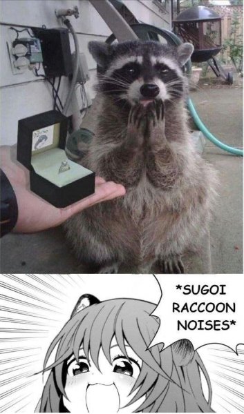 raccoon engagement.jpeg