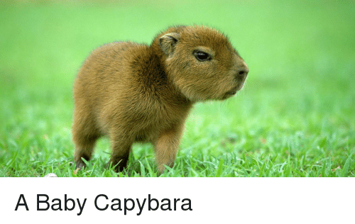 a-baby-capybara-32653851.png