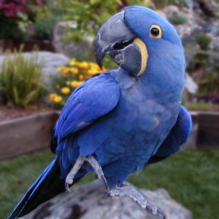 Blue Macaw.jpg