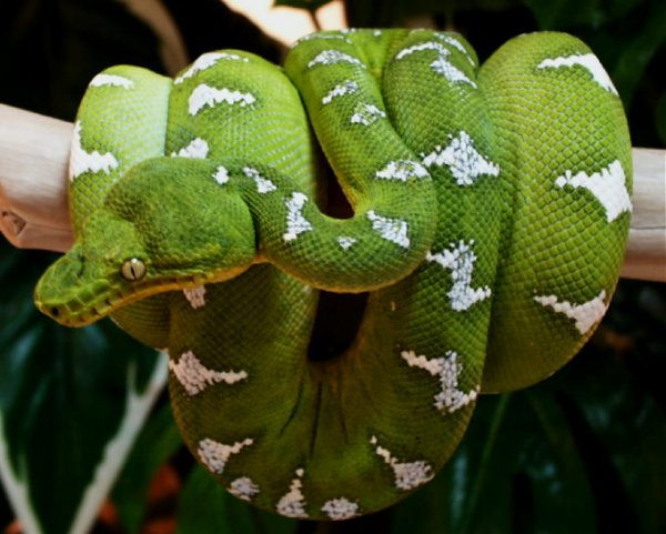 Emerald-Tree-Boa.jpg