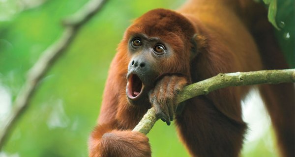 Howler Monkey.jpg