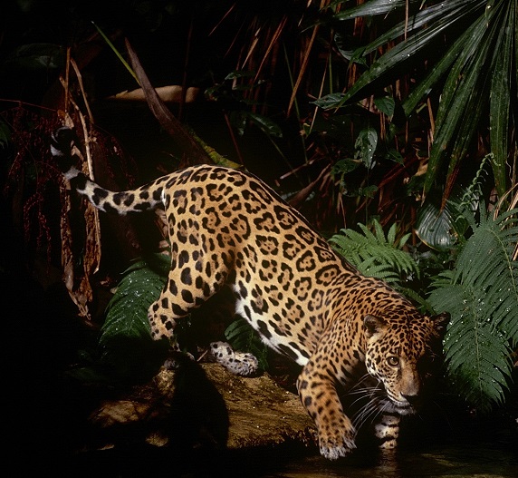 jaguar.jpg
