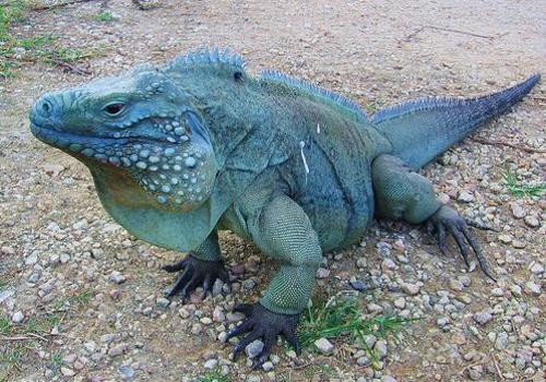 blue-iguana.jpg