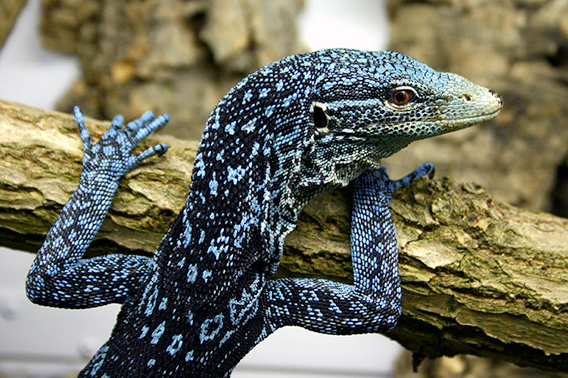 Varanus+macraei+monitor+lizard+turquoise.jpg Varanus+macraei+monitor+lizard+turquoise.jpg