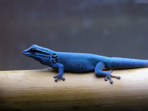 DSCN0129.jpg DSCN0129.jpg