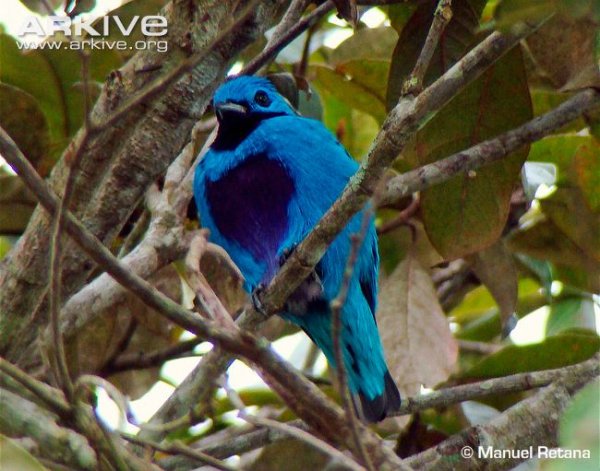 Dorsal-profile-of-turquoise-cotinga-.jpg Dorsal-profile-of-turquoise-cotinga-.jpg