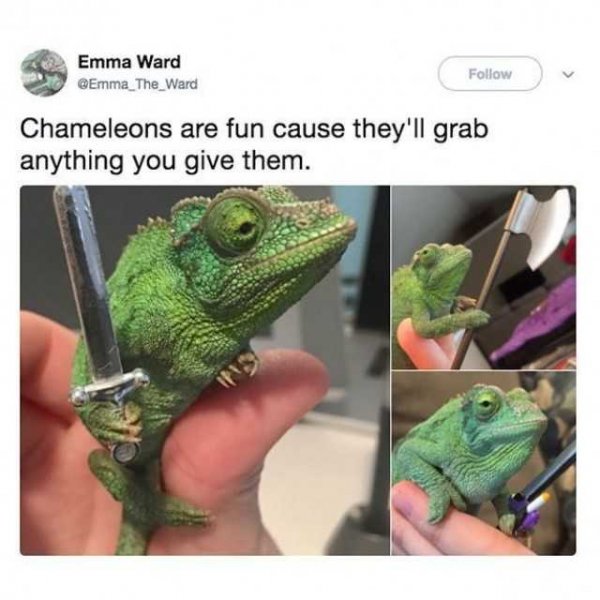 chameleons-are-fun-cause-they-ll-grab-anything.jpg