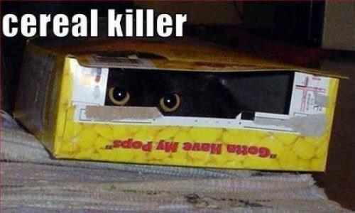 cat cereal killer.jpg