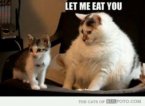 funny-fat-kitty-pictures-1.jpg