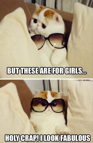 funny-kitty-cat-pictures.jpg