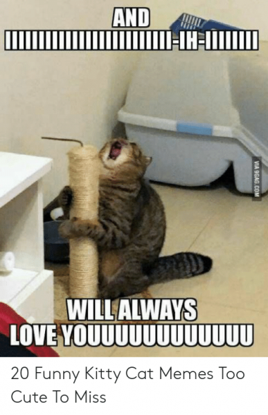 willalways-love-youuuuuuuuuuuu-20-funny-kitty-cat-memes-too-cute-53116964.png