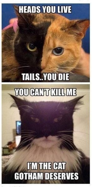 25-best-ideas-about-batman-cat-on-pinterest-toothless-2.jpeg