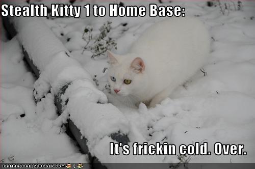 funny-pictures-cat-is-in-snow-1.jpg