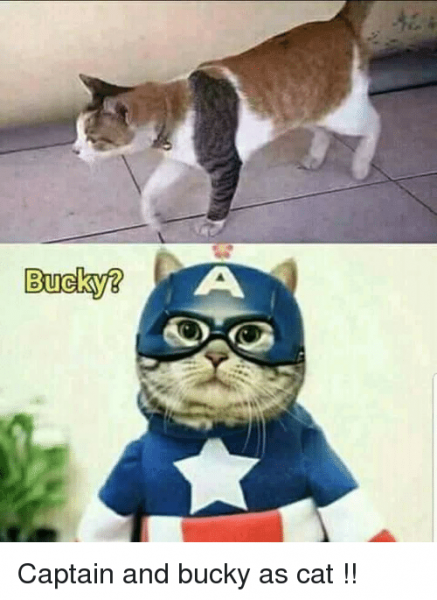 bucky-captain-and-bucky-as-cat-36496903.png