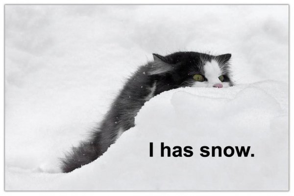 cat-i-has-snow.jpg