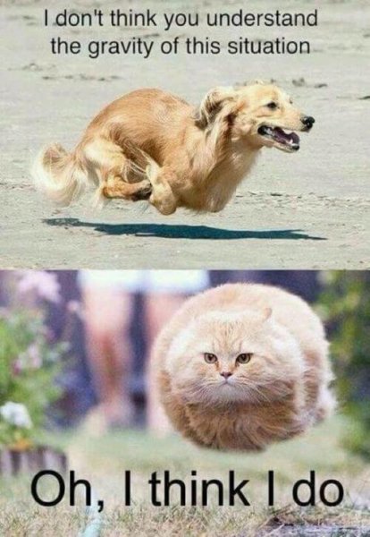 dog-and-cat-memes-13.jpg