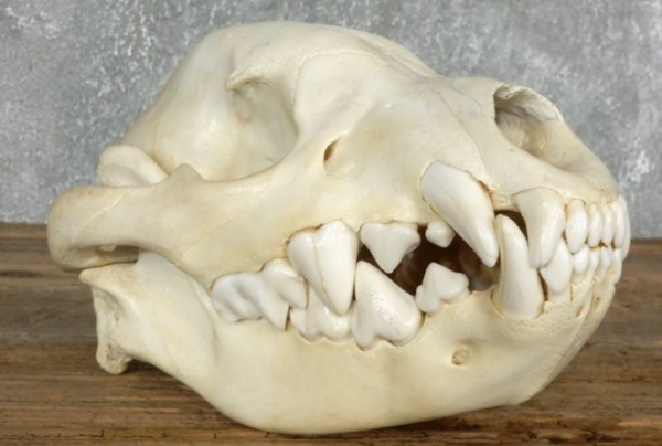 hyena skull.png