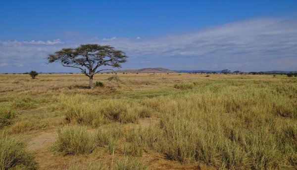 Serengeti-Landscape-2012.JPG