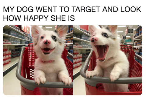 target-dog-meme-1546549060.png