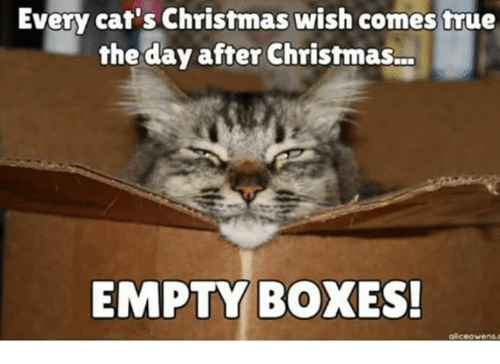 every-cats-christmas-wish-comes-true-the-day-after-christmas-39110341.png