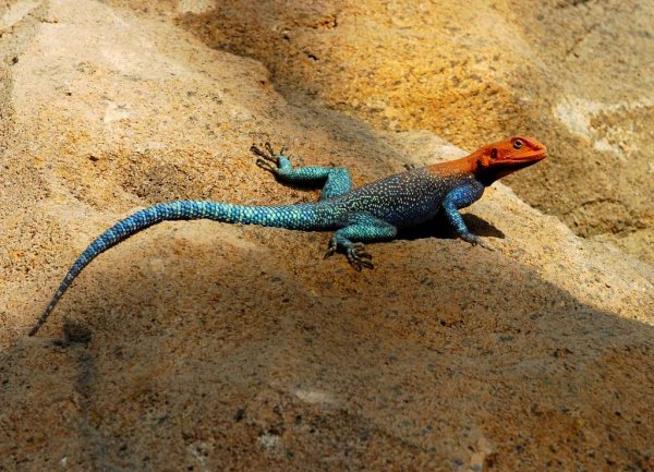 Red-headed_rock_agama_1 (1).jpg