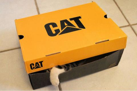 cat in a box.jpg