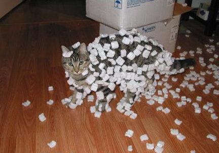 cat with polystyrene.jpg