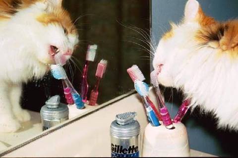 cat_toothbrush.jpg