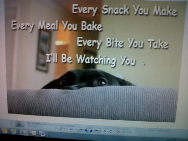 Dog watching funny.jpg Dog watching funny.jpg