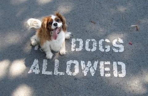 dogs allowed!.jpg