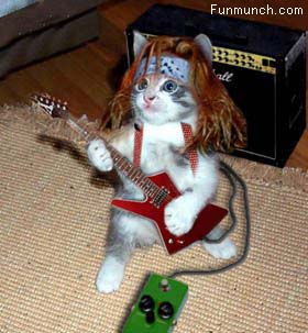 Kitten Rock Star.jpg