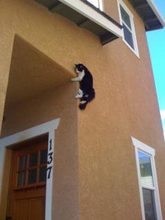 spider cat on wall.jpg