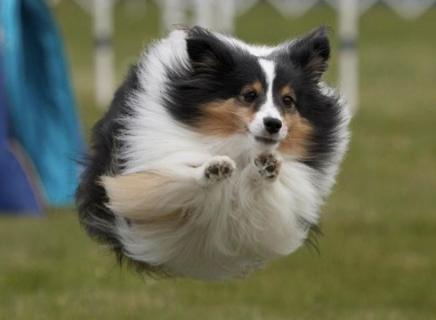 super dog flying.jpg