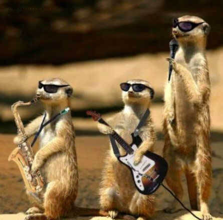 Meercat band.jpg