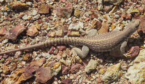 Desert Iguana fleshy.png