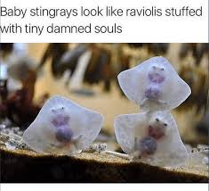 Baby stingrays.jpg