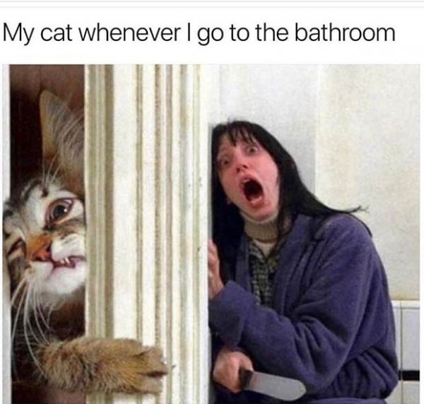 funny-memes-cat-bathroom-shining.jpg