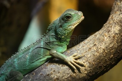9281933-green-lizard-lying-on-the-branch.jpg