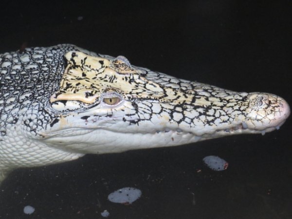 albino_crocodile.JPG