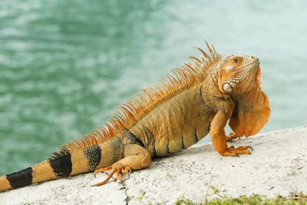 orange_iguana.jpg